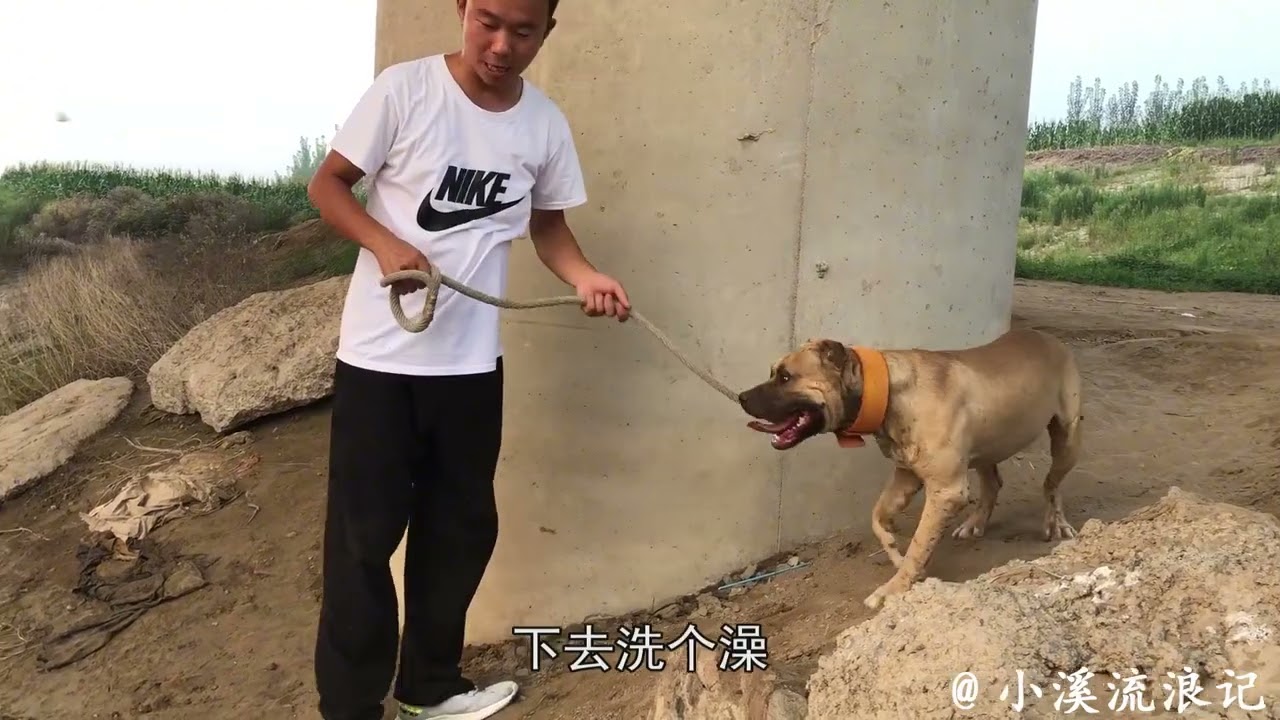 凶猛残忍的比特犬，出价5000小溪都不卖，大家看这品质值多少钱