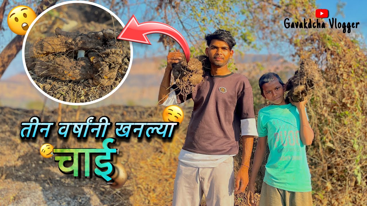 तीन वर्षांनी खणल्या चाई 🥔☺️ | Maharashtra | #maharashtrianvlogs #viral #nature #vlog #minivlog 