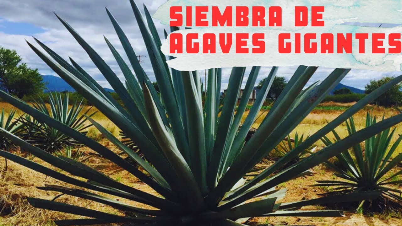 Siembra de Agaves desde cero, Cactus Land Quiché, Planting Agaves from Scratch