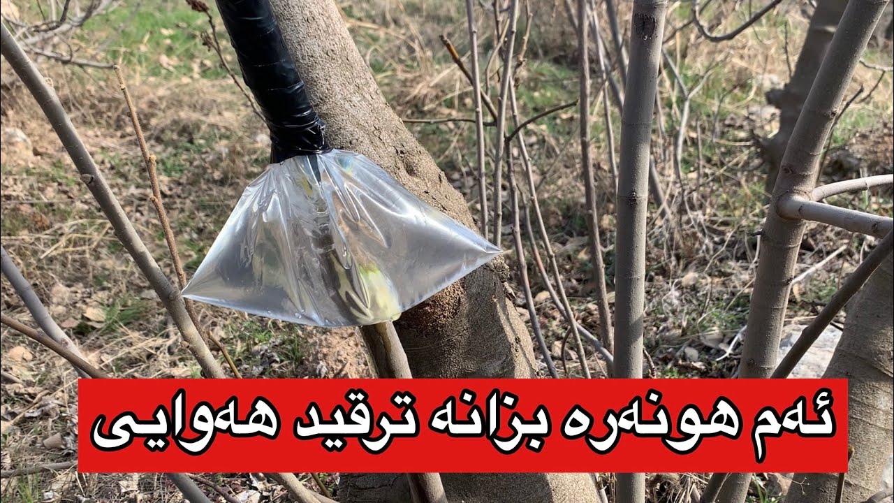 ئەم هونەرە بزانن ئەم ترقید هەوایی لەرێگەی ئاو رەگ بە دار دەربكەن #rahelaziz #youtube #ترقيد هوائية #