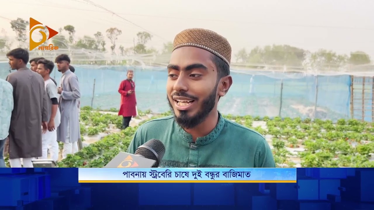পাবনায় স্ট্রবেরি চাষে দুই বন্ধুর বাজিমাত | Nagorik TV