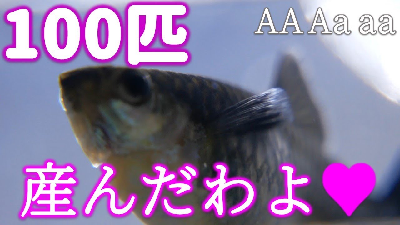 【産仔と遺伝】赤虫を毎日与えた結果、大きい稚魚がこんにちは！お、おう・・・。遺伝のお話もあるよ【ふぶきテトラ】