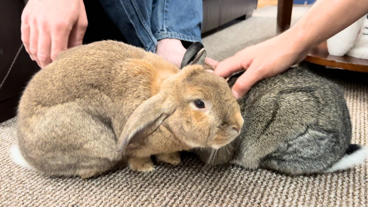 Stranger TRANSFORMS Rabbit!🐰🤣