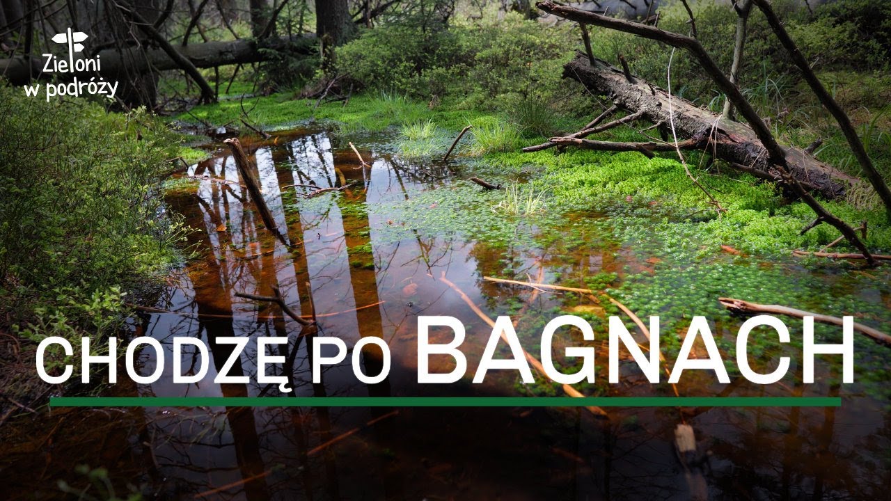 Torfowisko pod Zieleńcem | Chodzenie po bagnach wciąga