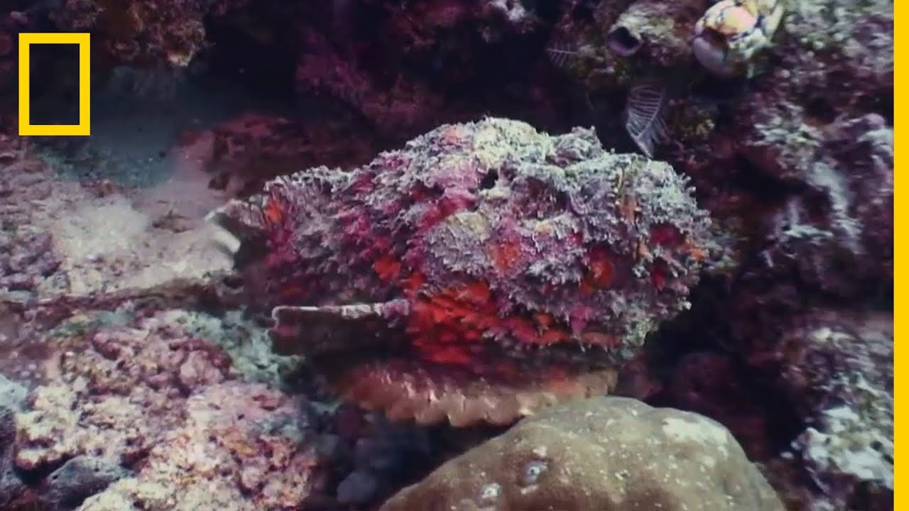 A la découverte du poisson pierre
