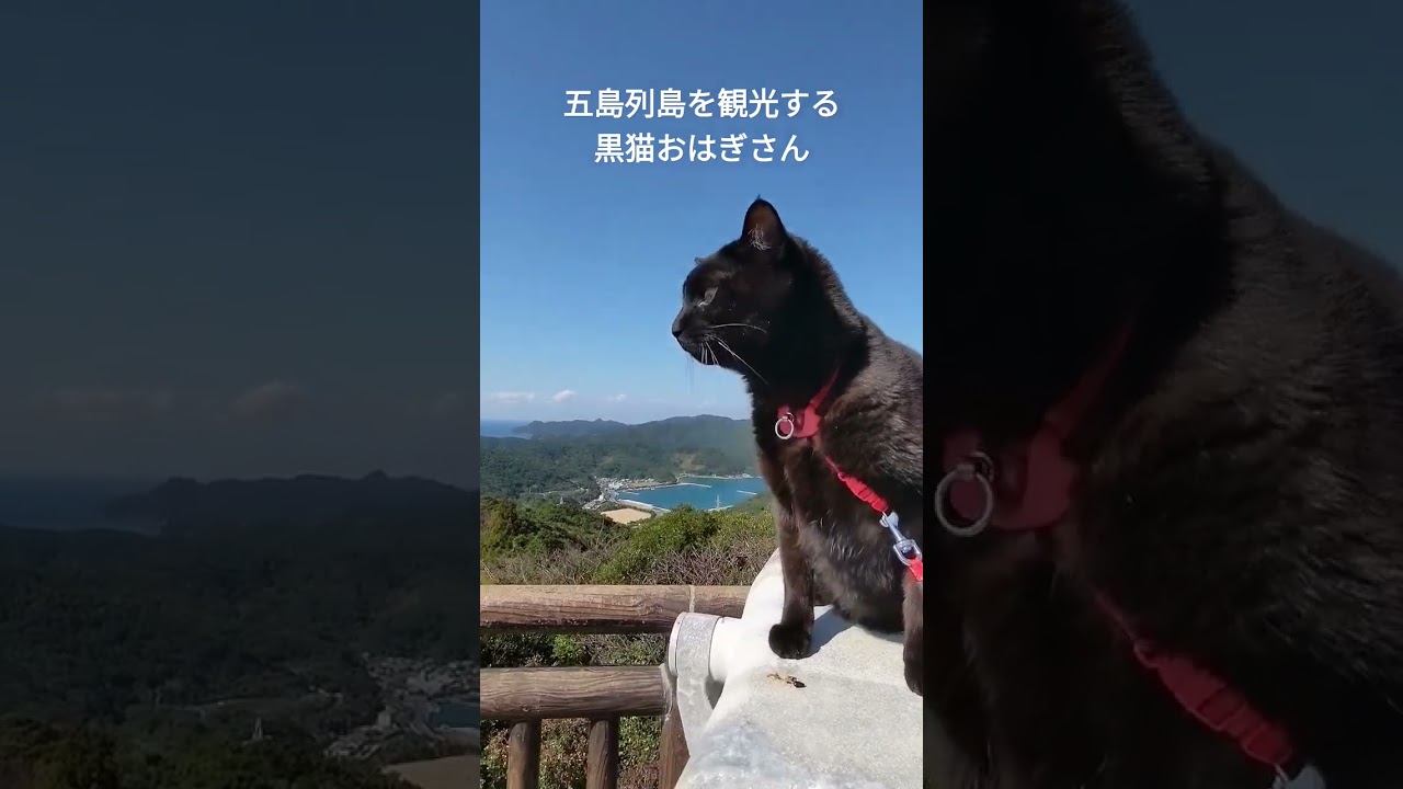 【猫と旅行】五島列島【長崎県】#ねこツーリズム #ねこツー #佐賀県 #五島列島 #長崎県