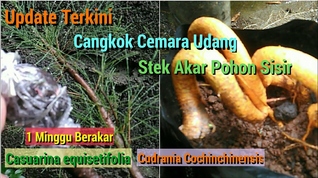 Update Cangkok Cemara Udang dan Stek Akar Sisir