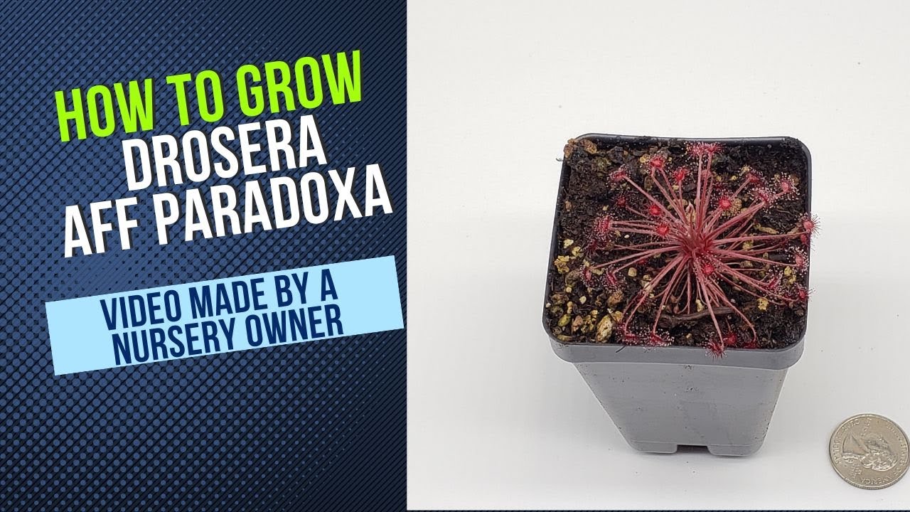 How to Cultivate and Propagate Drosera Paradoxa (Wooly Sundew Carnivorous Plant Grow Guide)
