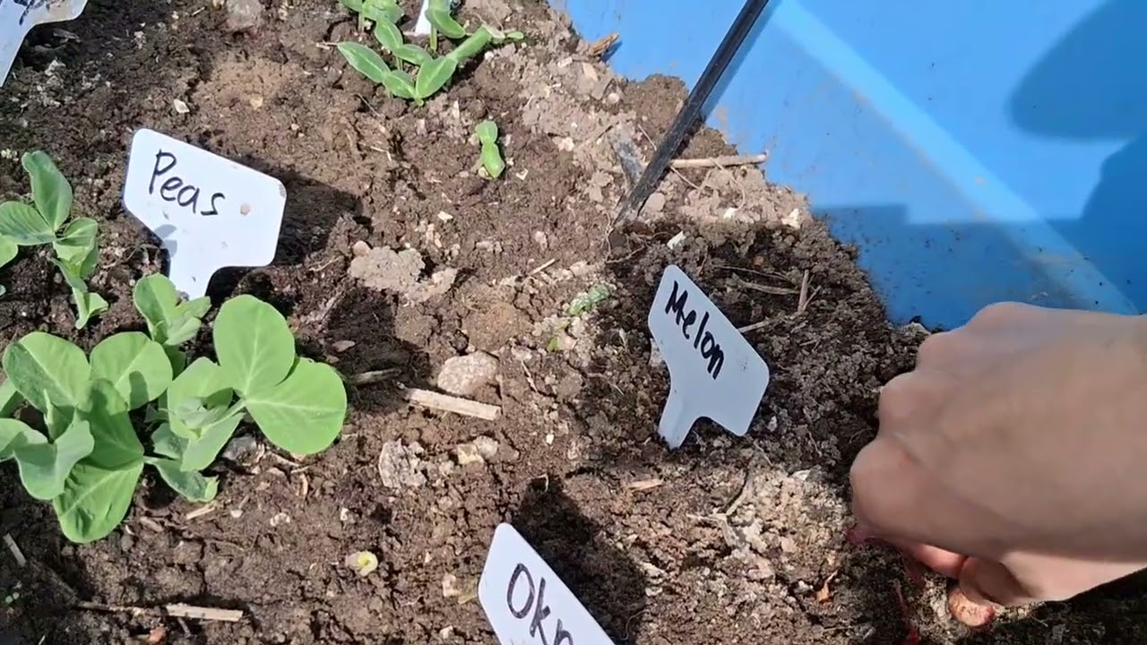 Red Onions| Let's plant red onions from bulbs.
