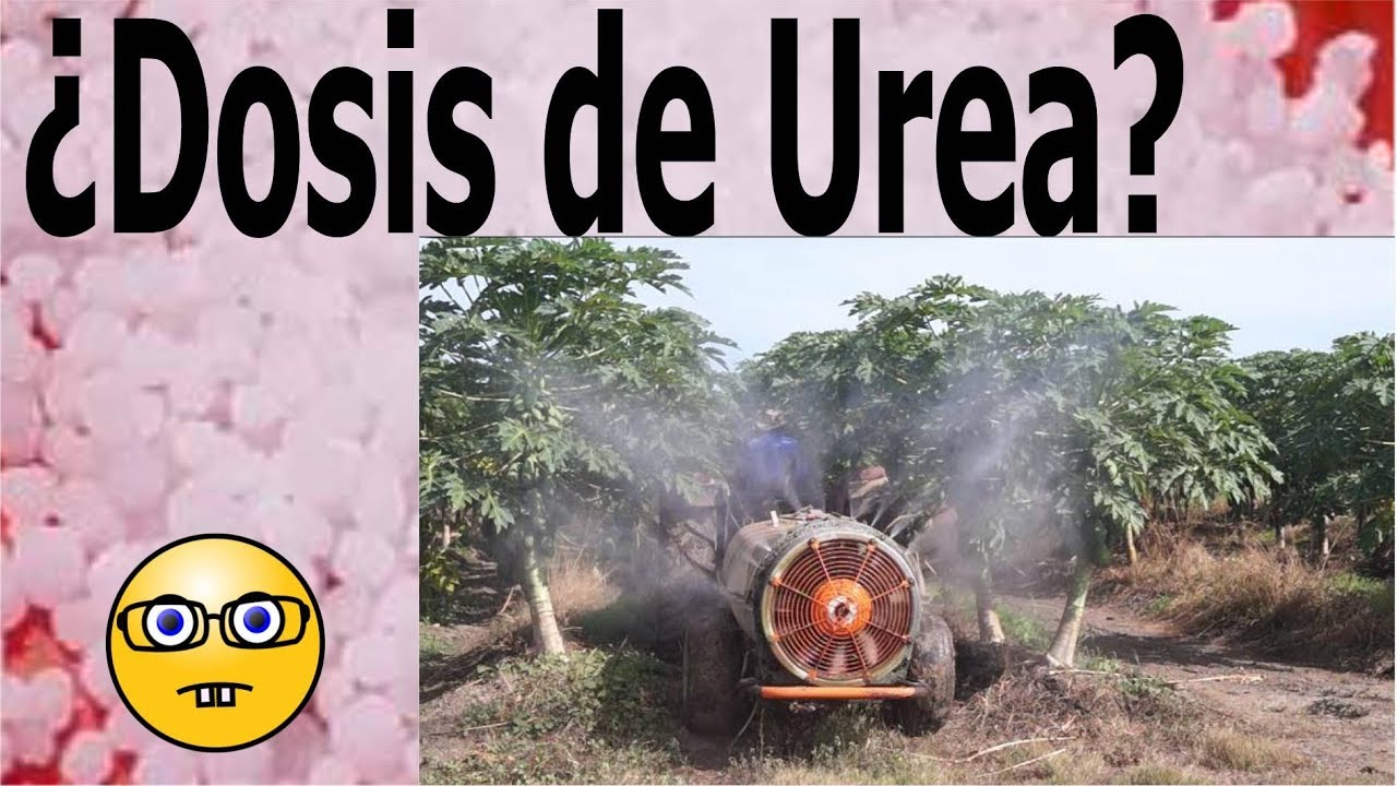 Cómo definir la dosis de urea en aplicaciones al follaje