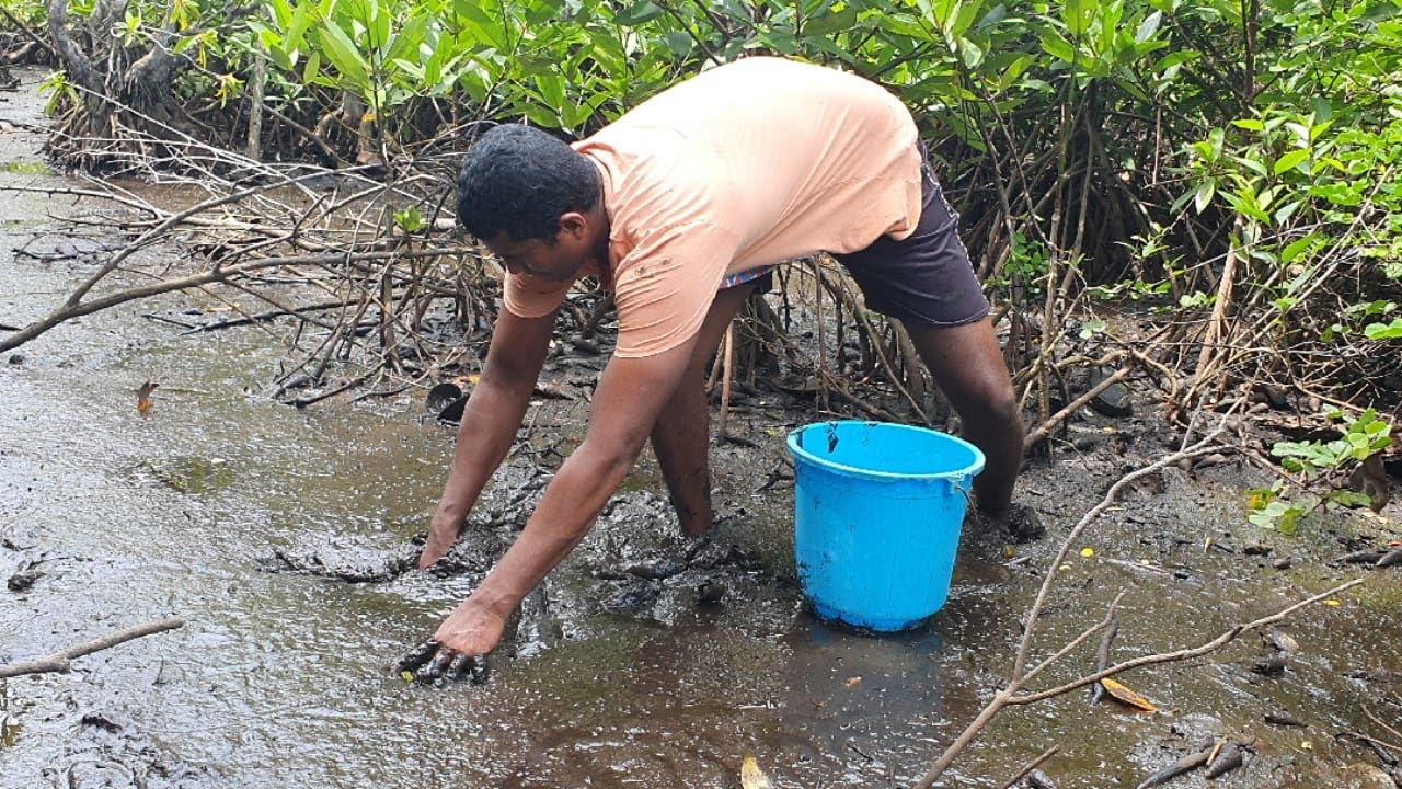 Hunting mud clams at natural mangroves environment | Traditional fishing lovers