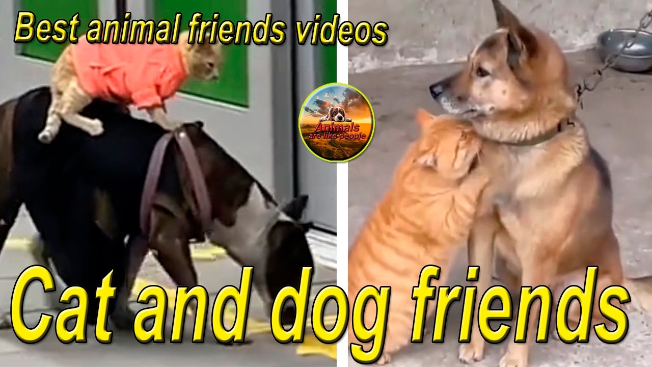 Cat and dog friends