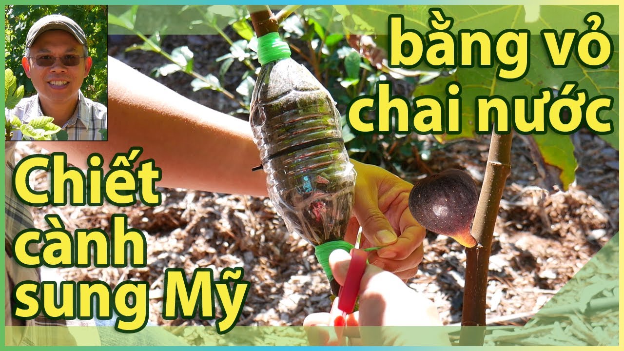 Dùng vỏ chai nước CHIẾT CÀNH sung Mỹ Black Madeira.
