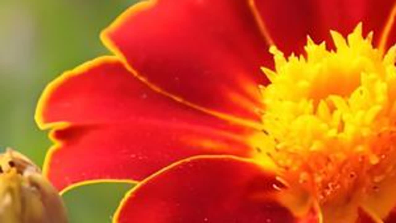 这首《一朵情花开》，谁听谁喜欢 #戈壁明珠石河子 #石河子幸福年 #网络中国节兵团幸福年 #音乐分享 #舞蹈