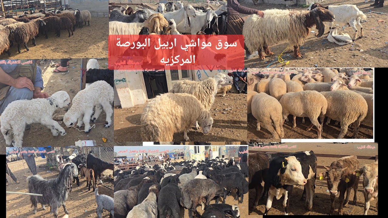 سوق مواشي اربيل البورصة المركزيه تصوير شامل عن كلشي #بقر #عبدالله_الطيب #مواشي #اغنام #طليان #ماعز