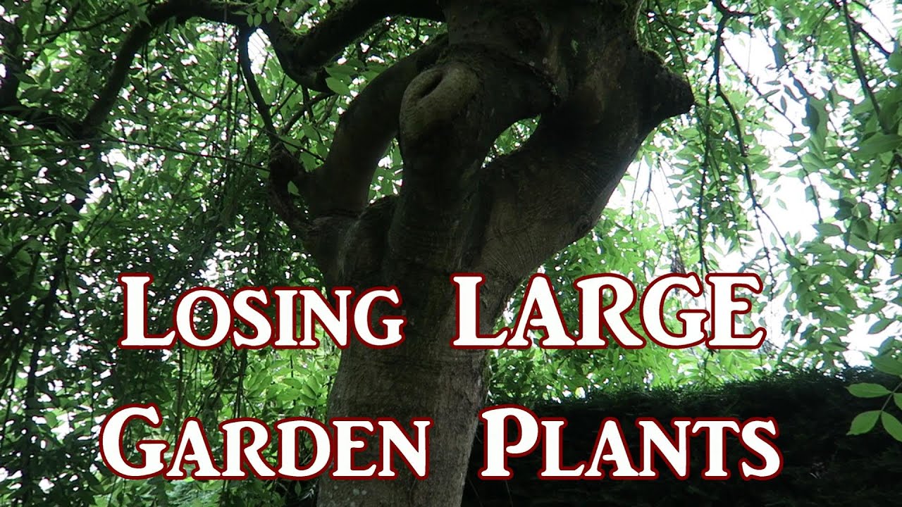 Losing LARGE Garden Plants