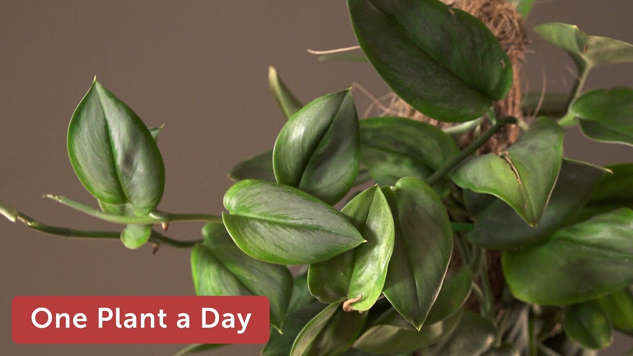 Scindapsus treubii 'Moonlight' Houseplant Care — 324 of 365
