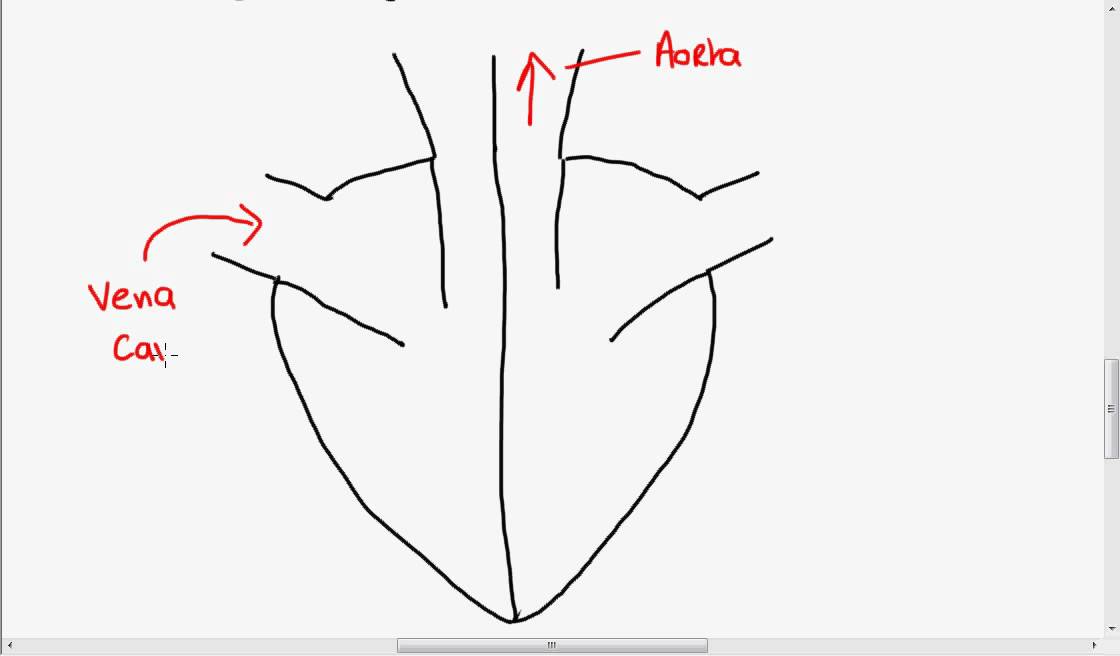 Structure of the Heart
