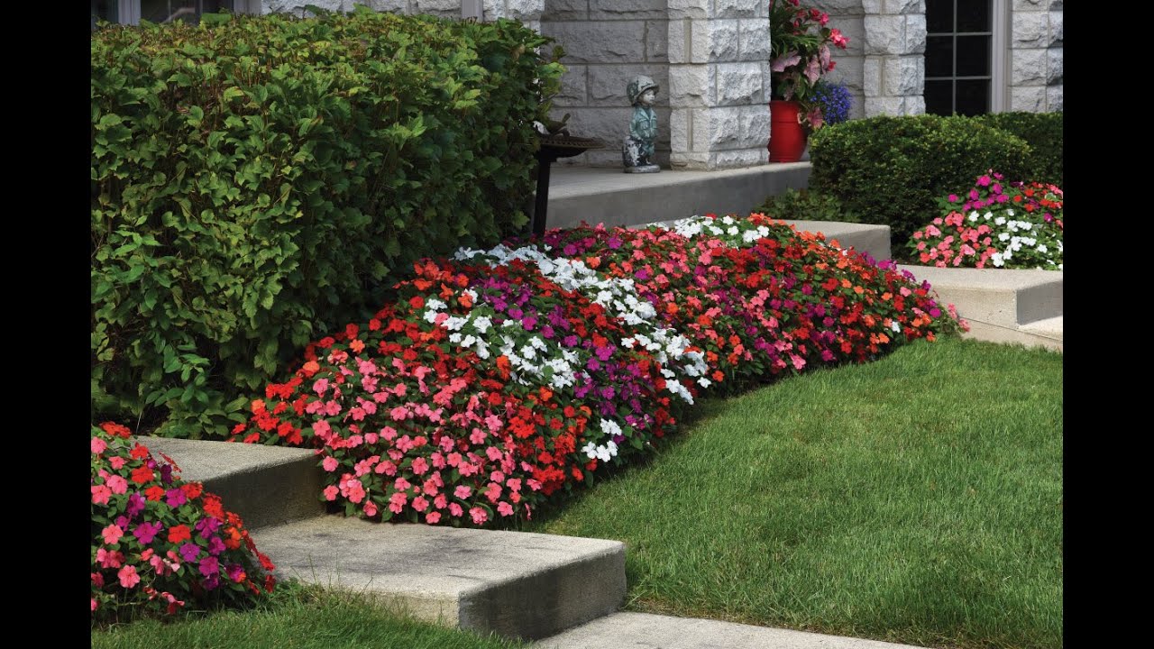 #5 - Shade Loving Beacon Impatiens