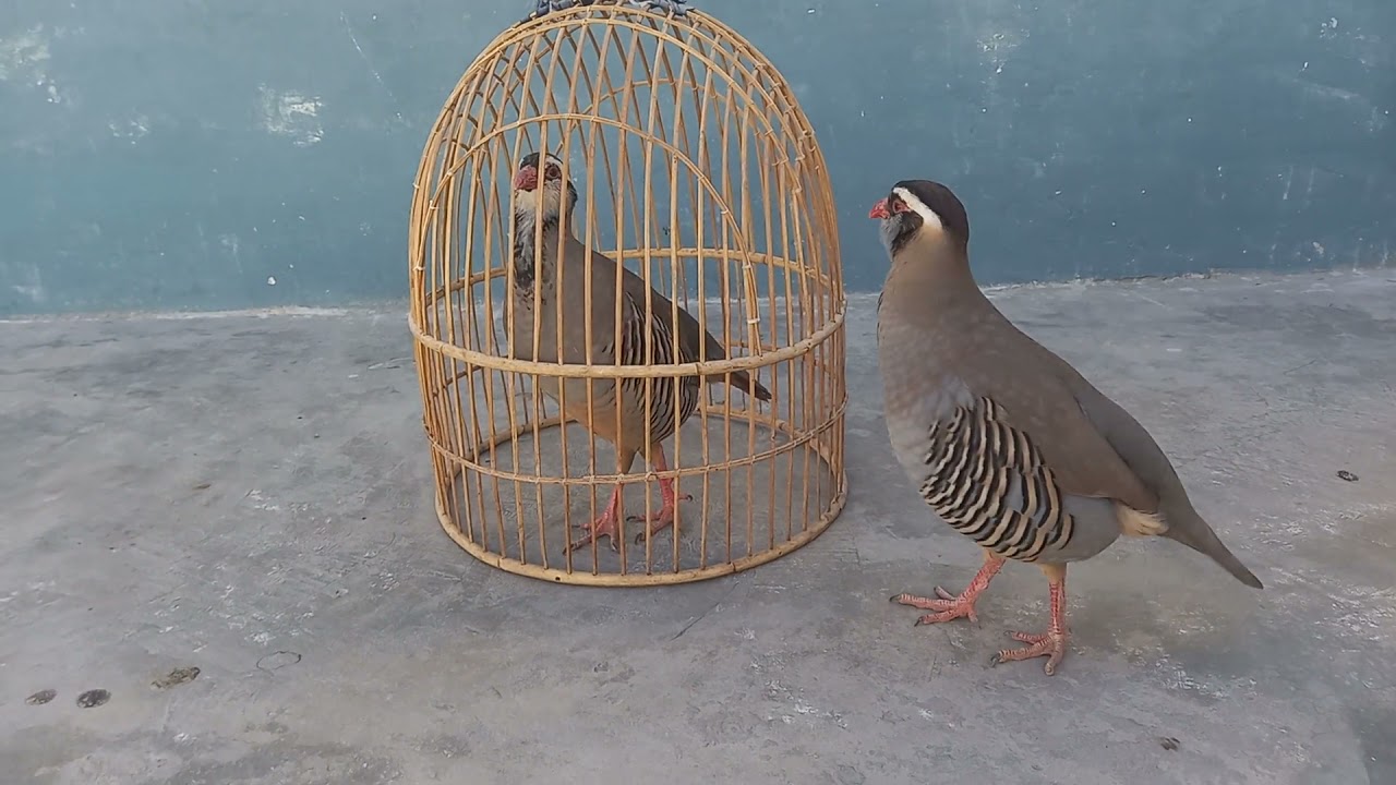 chakor male voice/female chakor ki awaaz/maskati female chakor voice