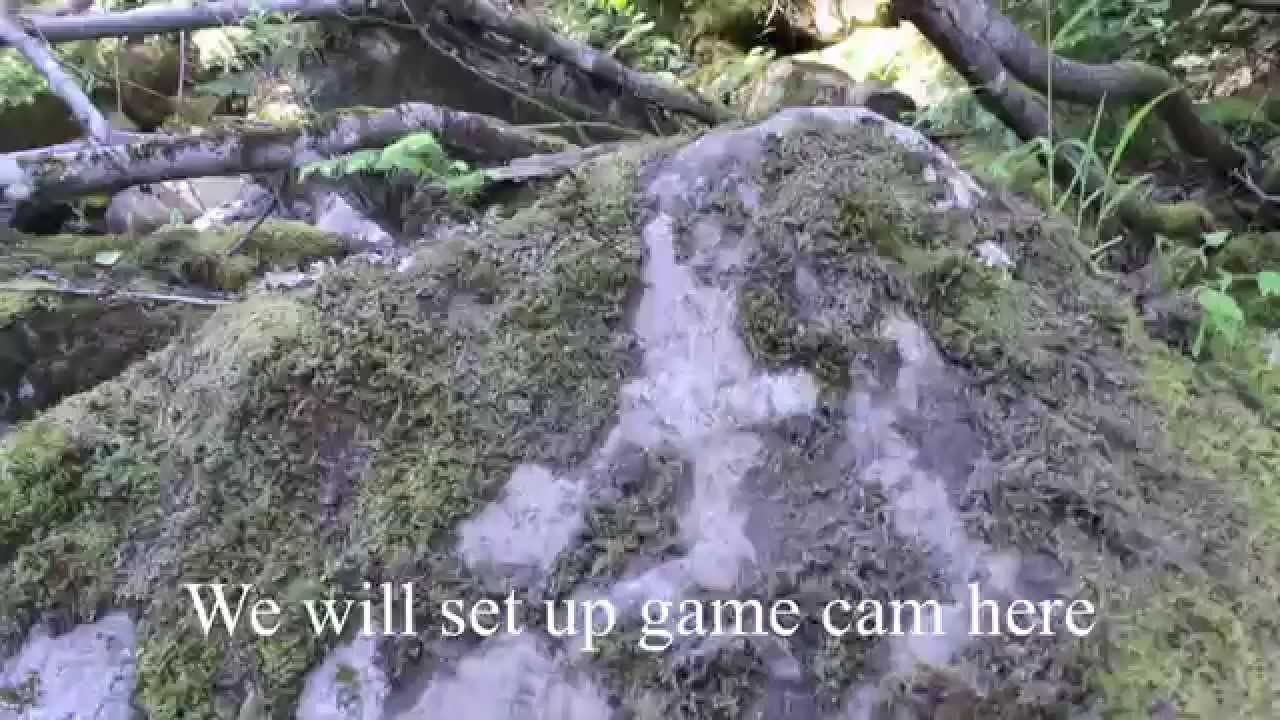 MONSTER of the WOODS sasquatch BC Canada