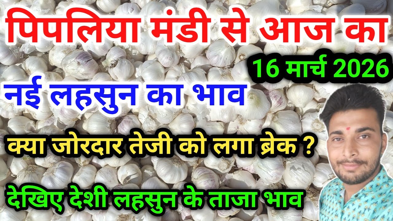 नई देशी ऊटी लहसुन भाव पिपलिया मंडी New Garlic Price Today Pipliya Mandi March 16, 2026