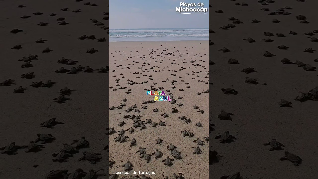 Liberaci&oacute;n de Tortugas  en Playa Azul Michoac&aacute;n