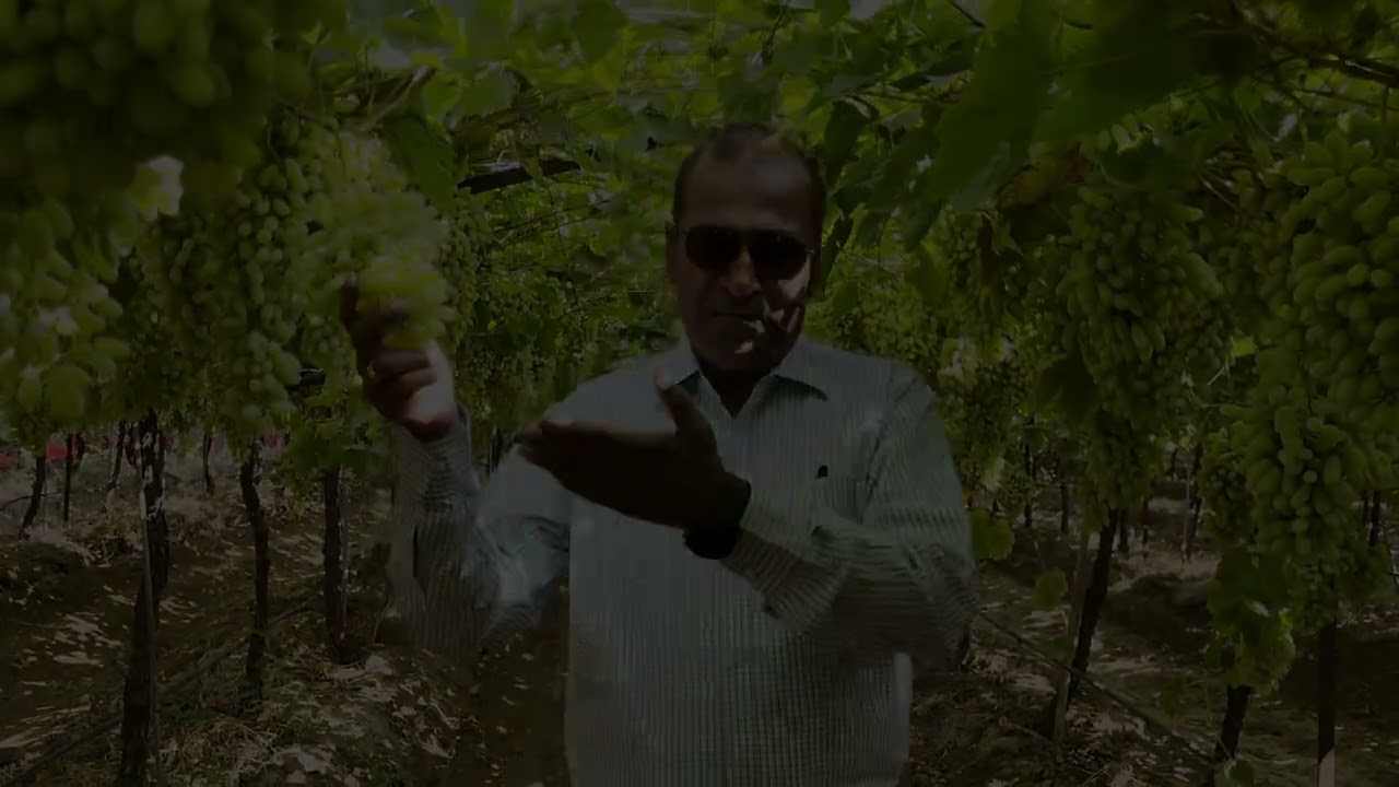 From Our Grape Farm to Your Home 🍇 | Fresh Grapes Directly from the Farmer 🧑‍🌾 