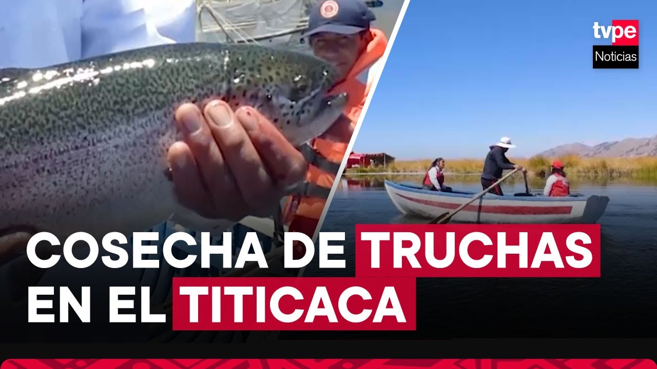 Puno: increíble cosecha de truchas en el lago Titicaca #EstadoATuServicio