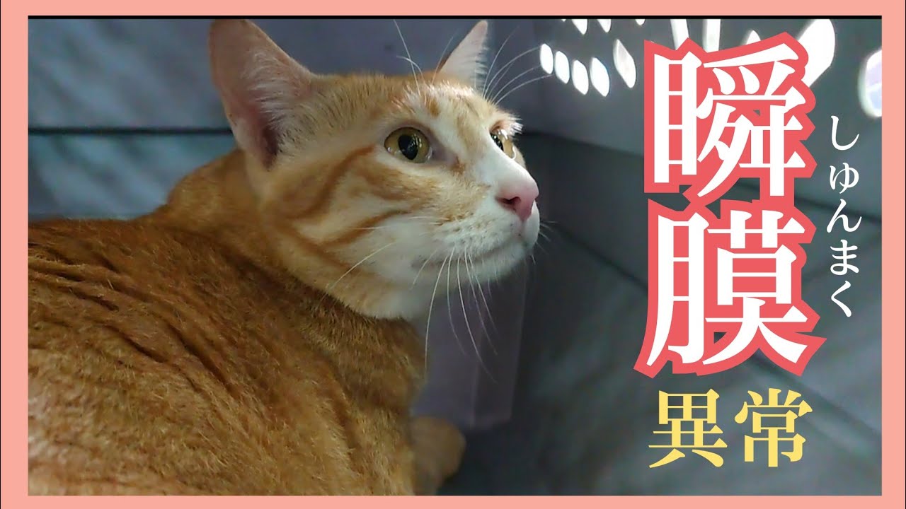 猫の目の異常で病院に行ってきました Feline Ophthalmic Exam