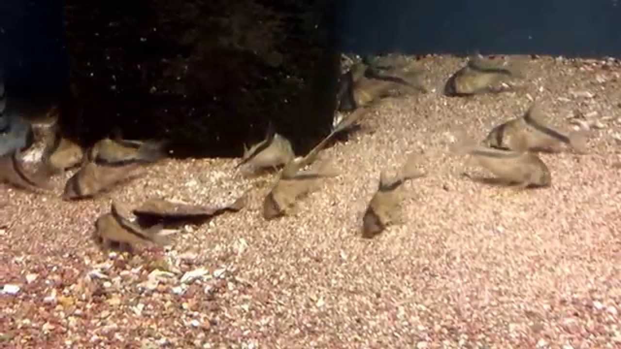 Corydoras melini