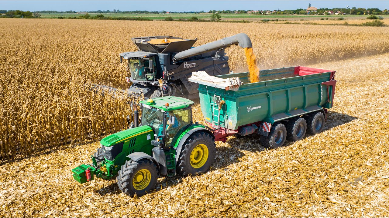 Kukorica arat&aacute;s 2023 🌽 | MF Ideal 8T + Geringhoff Mais Star Horizon 1275 |  Corn harvest