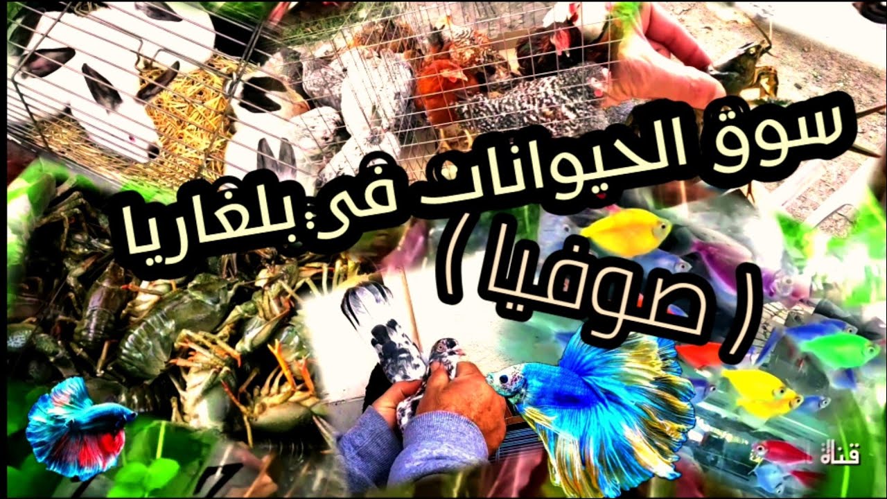 بلغاريا    سوق الحيوانات في صوفيا
