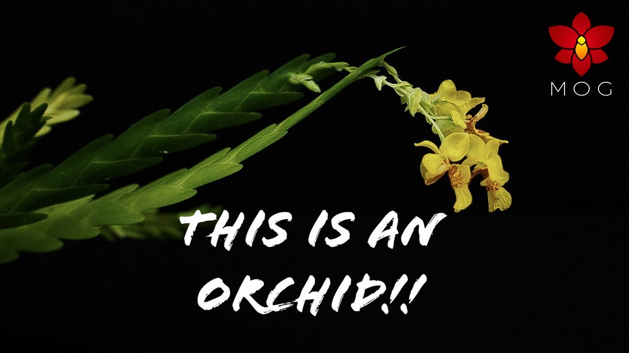 Last Orchid Haul of 2020 Part 2 - Never saw these Orchids before! 😱