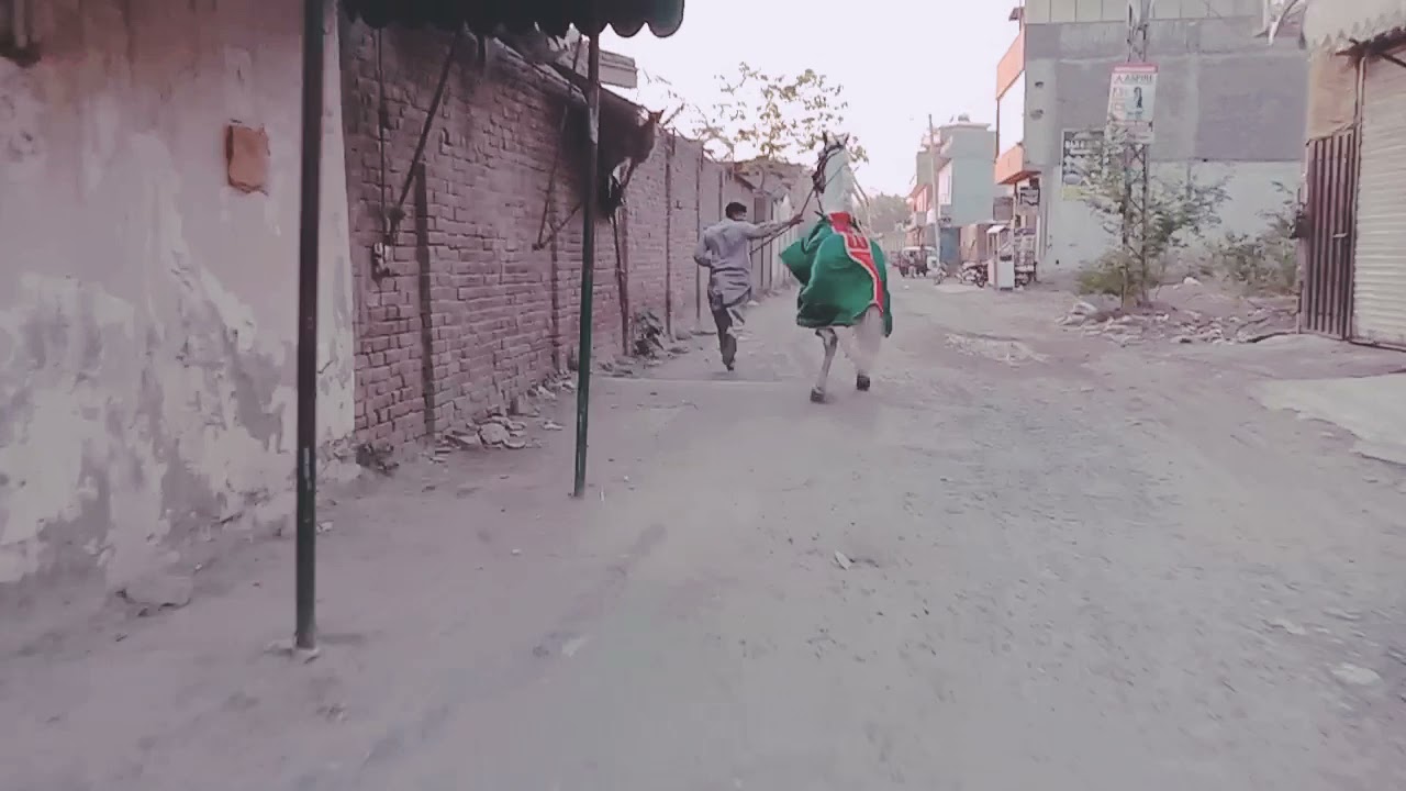 Tajjali Badshah Nishter Colony|daily walk videos
