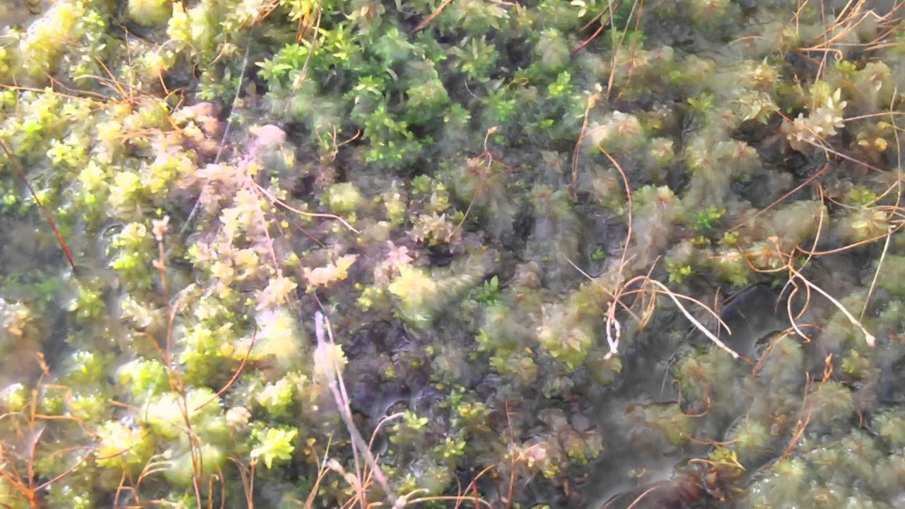 Clara bog musical montage