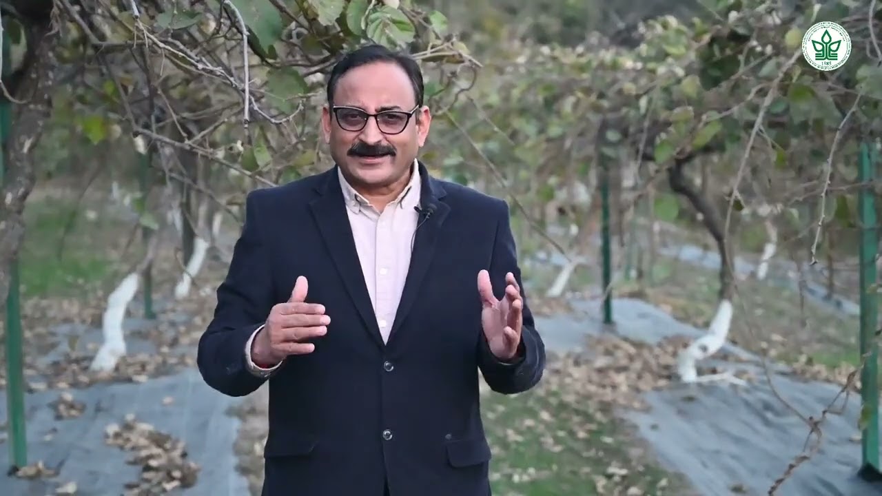 कीवी कैसे लगाएं| Kiwi Plantation- Important things | YSP UHF Nauni