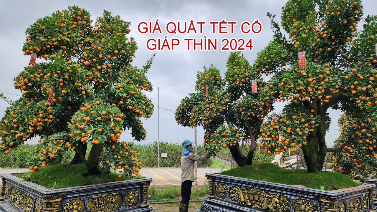 Công khai giá quất tết đẹp cổ thụ giáp thìn 2024