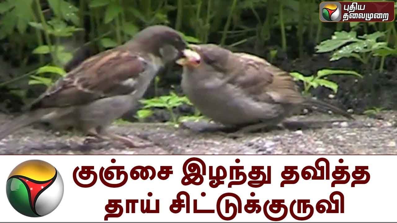 குஞ்சை இழந்து தவித்த தாய் சிட்டுக்குருவி | Sparrow lost its baby sparrow