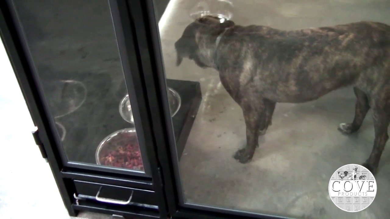 The look of class with glass door kennels