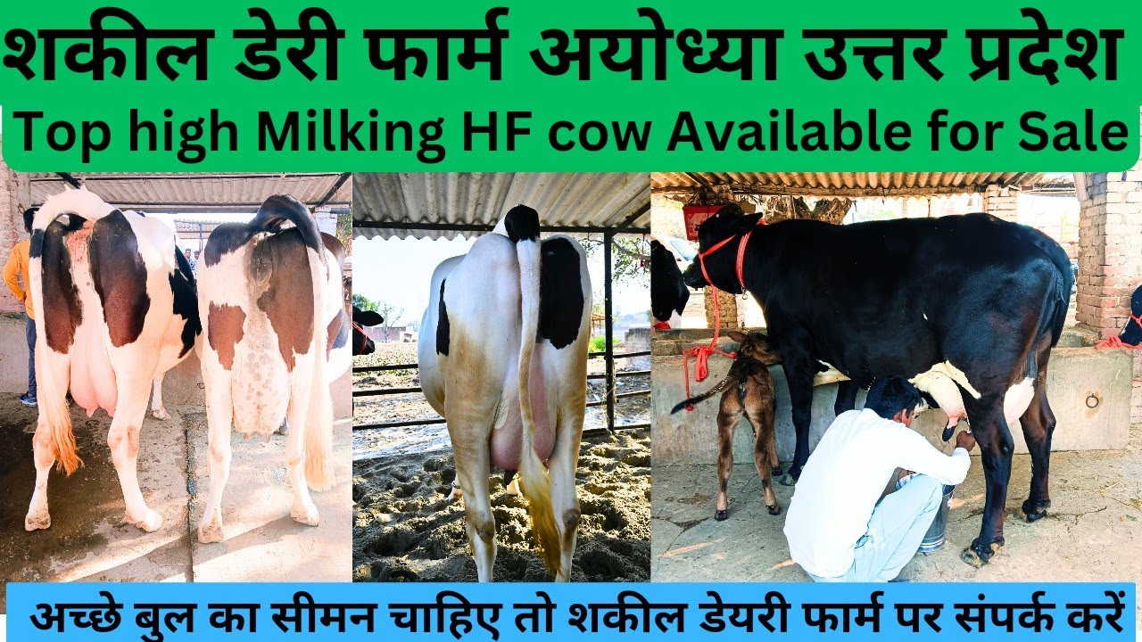 शकील डेयरी फार्म अयोध्या,Shakil dairy farm, अच्छी नस्ल की गाय मिलती है इस डेयरी फार्म पर।