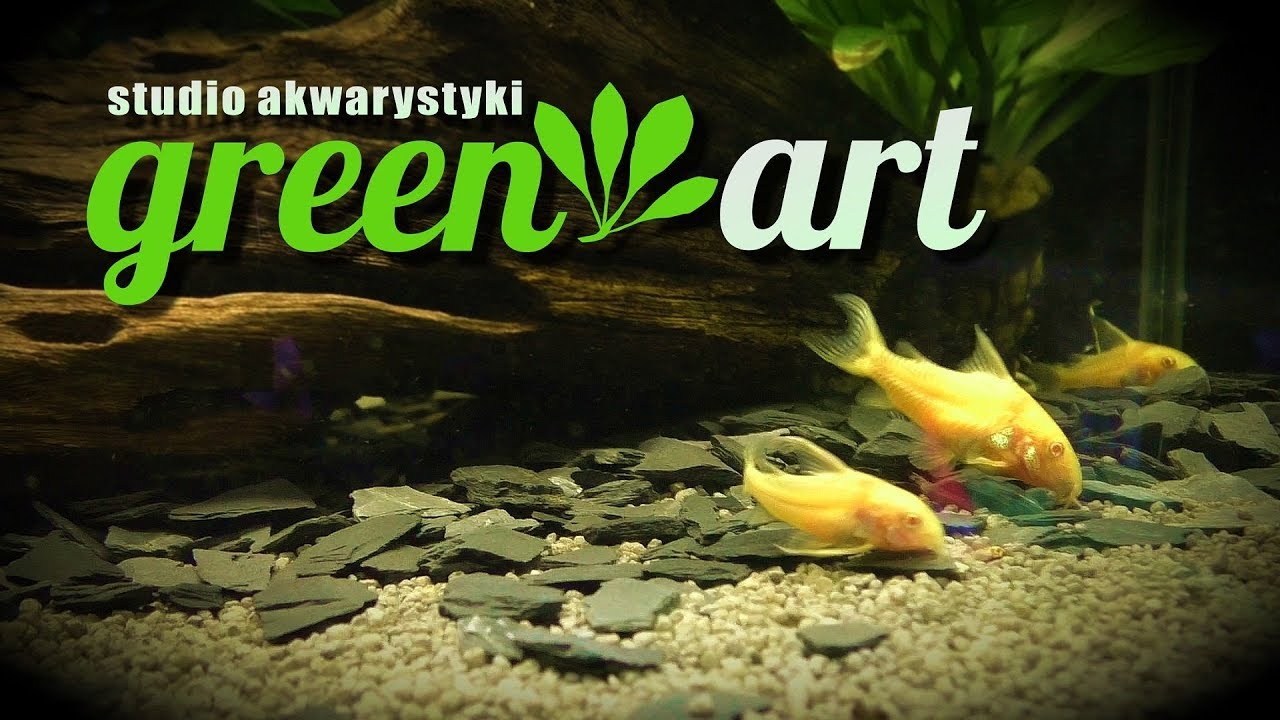 Green Art  - studio akwarystyki