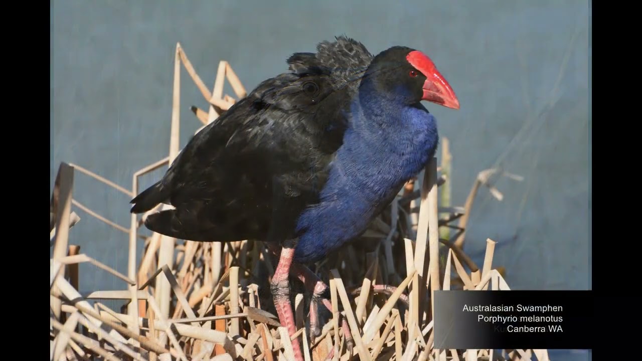 Some Australian Birds, Part 2