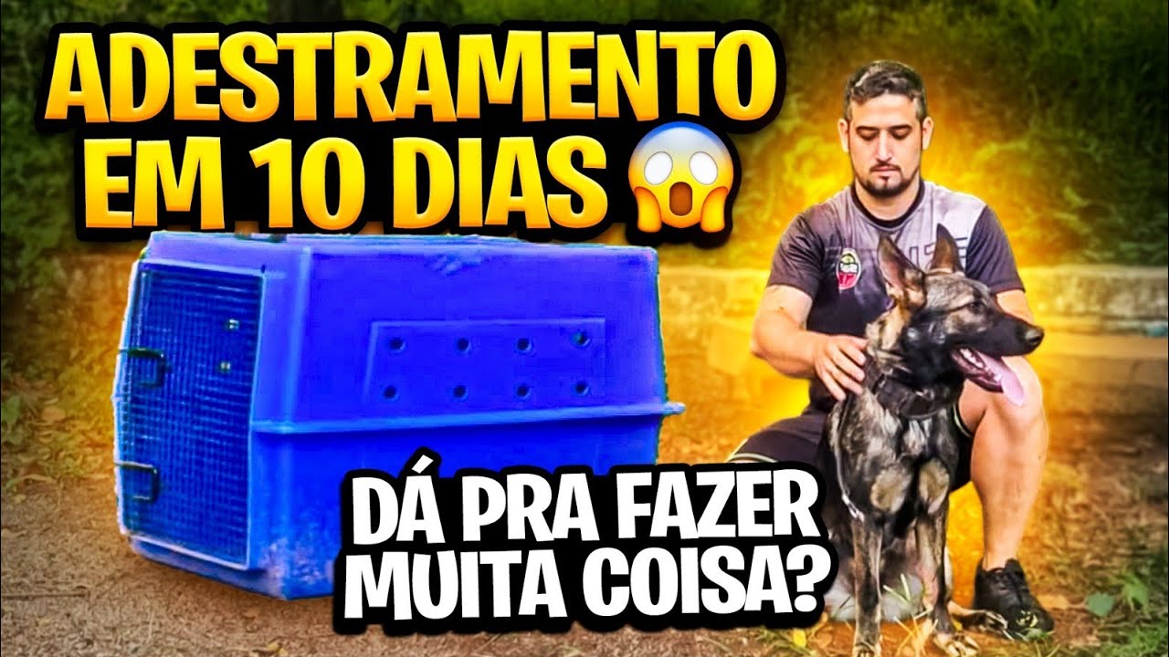 PASTOR ALEMÃ EM TREINAMENTO  |  DIA A DIA NO CT!