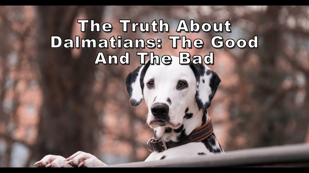 The Truth About Dalmatians: The Good and the Bad