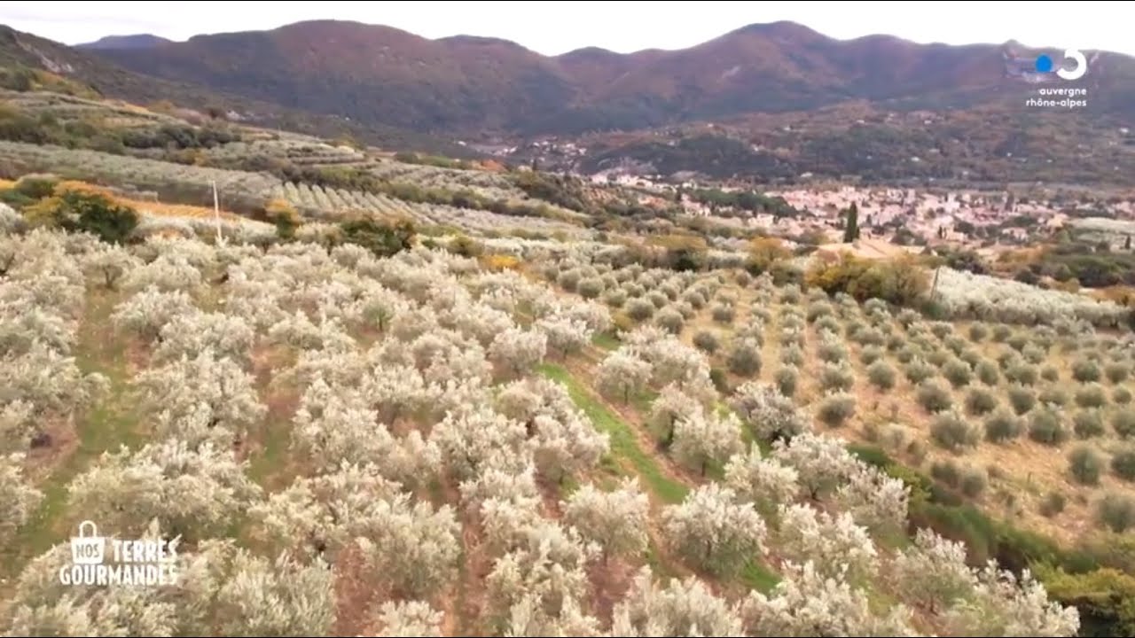 Nos Terres Gourmandes : Les Olives de Nyons