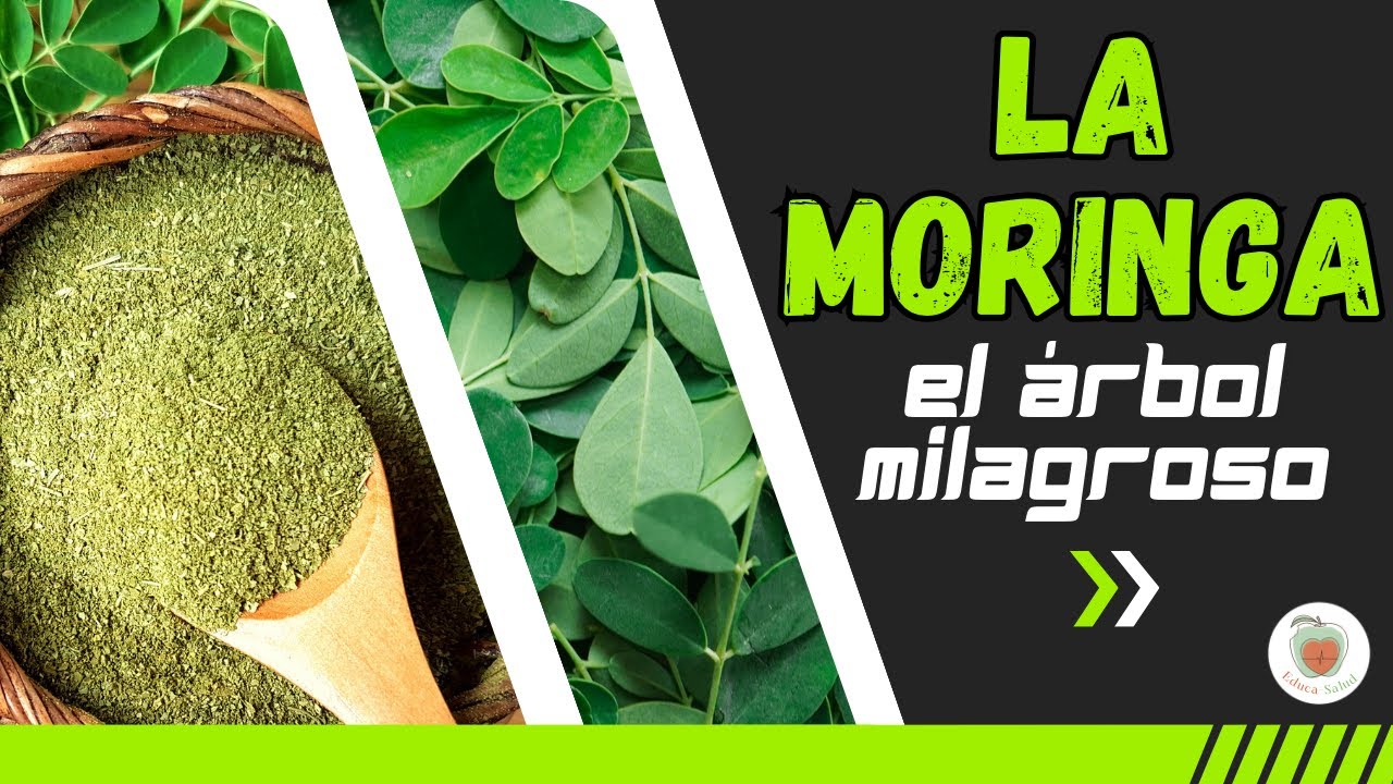 LA MORINGA EL 