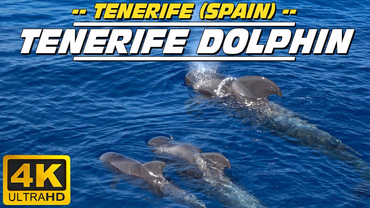 Whale & Dolphin watching excursion (Tenerife - Spain)
