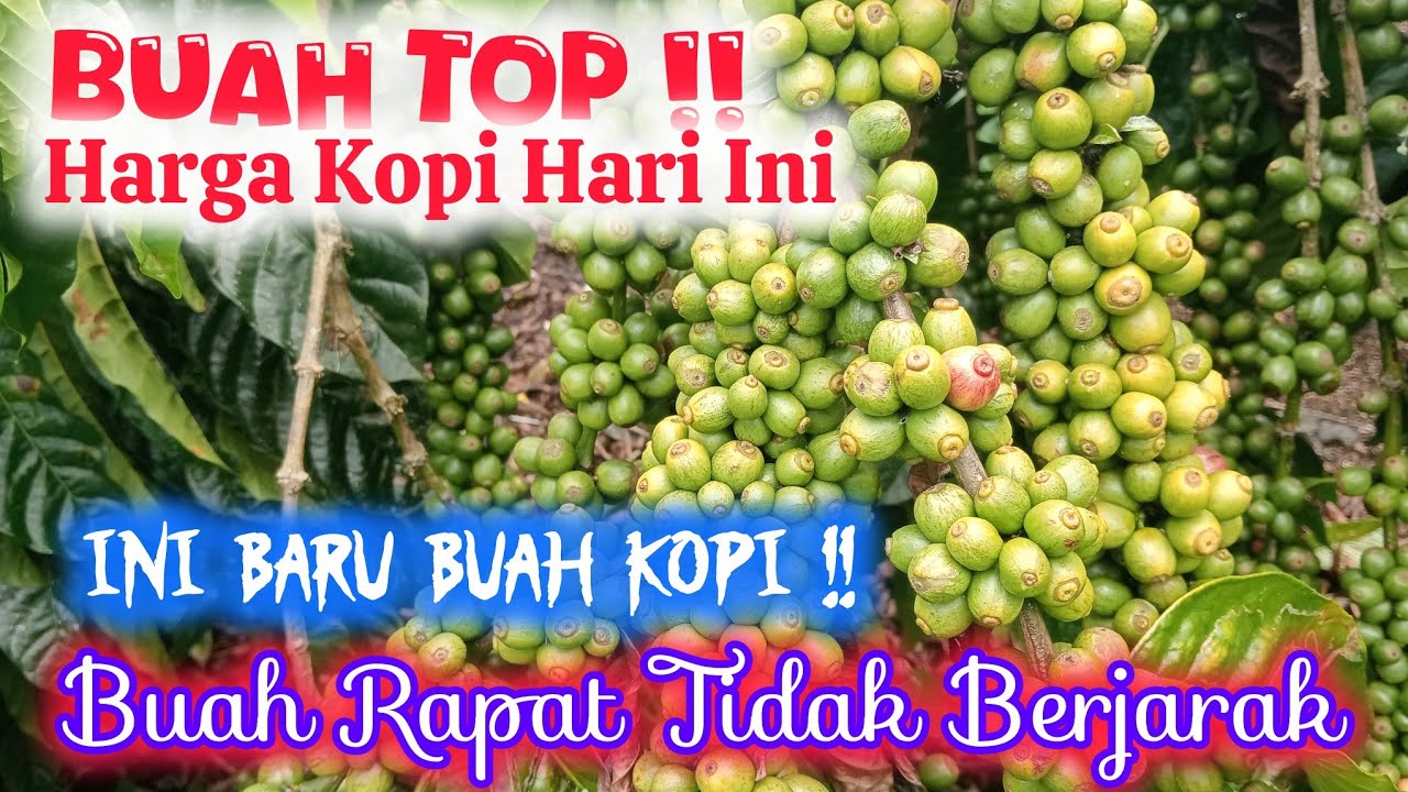 BUAH TOP !! 👍 INFO HARGA KOPI HARI INI