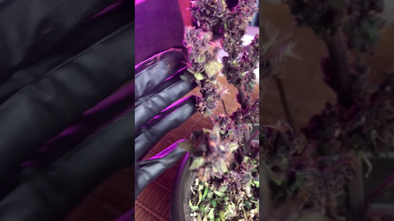 Delicious seeds. Auto dark purple grow. Harvest day 77 No PGR's